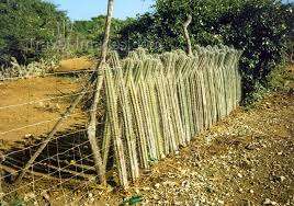 cerco perimetral hecho con cactus